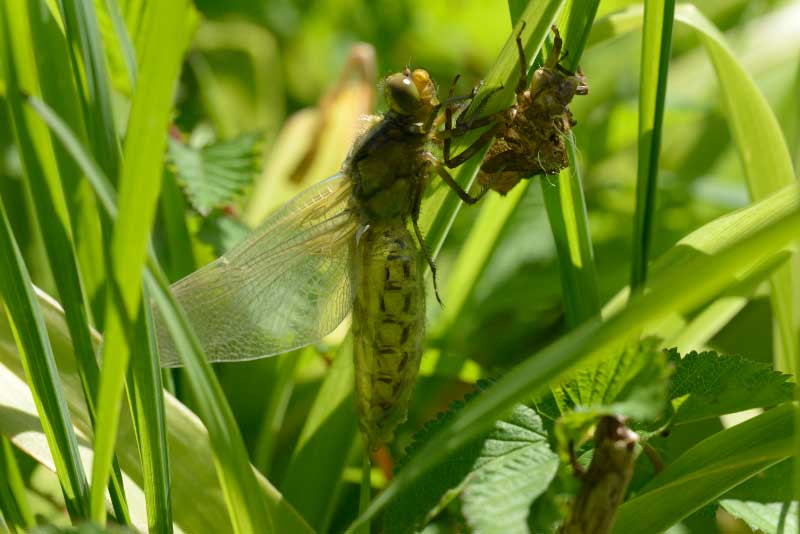 Libellula_depressa